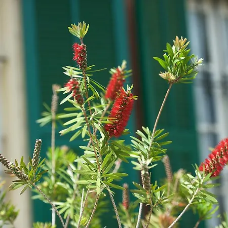 Costa Lupara - Murchio * Alassio